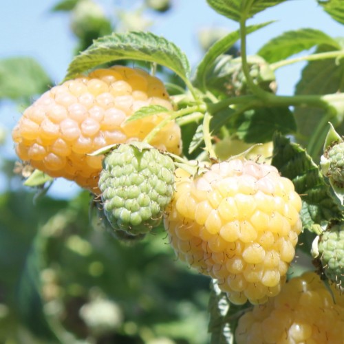 Rubus idaeus 'Summer Lovers® Garden Golden' - Harilik vaarikas 'Summer Lovers® Garden Golden' P11/0,75L